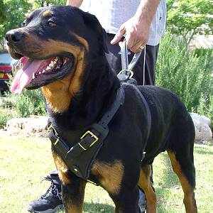 Agitation Leather Dog Harness Padded