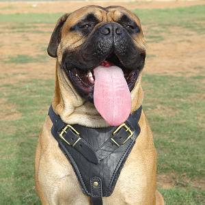 Padded Leather Dog Harness for Agitation/Attack Training for Your Bullmastiff - Click Image to Close