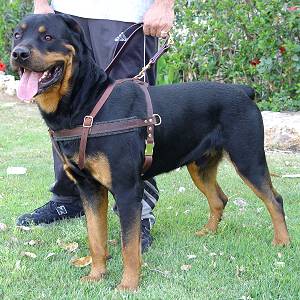 Quality Dog Harness for Pulling, Tracking and Agitation Training - Click Image to Close