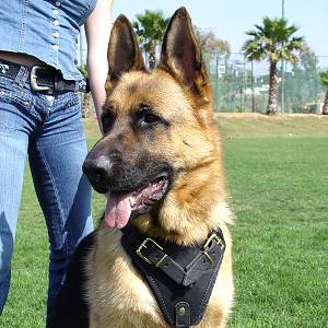 Professional Leather Dog Harness for Agitation Training and Comfortable for Walking