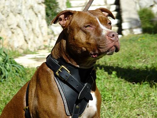 Classic Leather Dog Harness for Attack Training and Walking - Click Image to Close