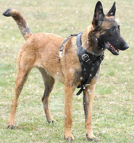 Attack Training Leather Dog Harness for Belgian Malinois