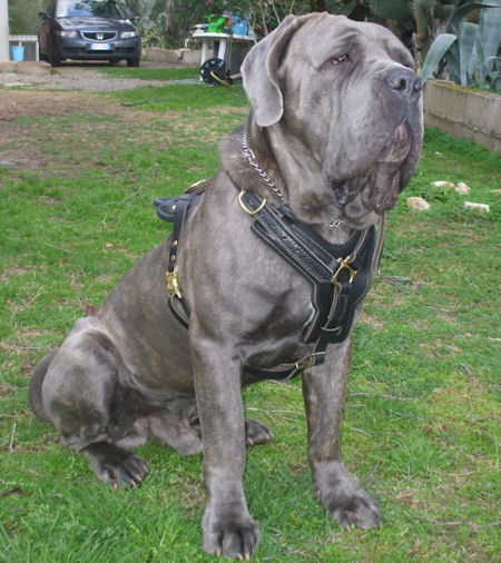 Leather Dog Harness with Handle on Back for Walking and Training