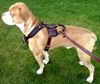 Reliable Leather Dog Harness for Agitation/Protection/Attack Work - Click Image to Close