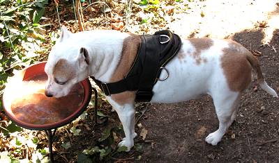 Lightweight Nylon Dog Harness with Handle for Any Weather Wearing - Click Image to Close