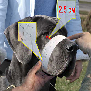 How to measure your Big Dog