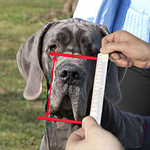 How to measure your Big Dog