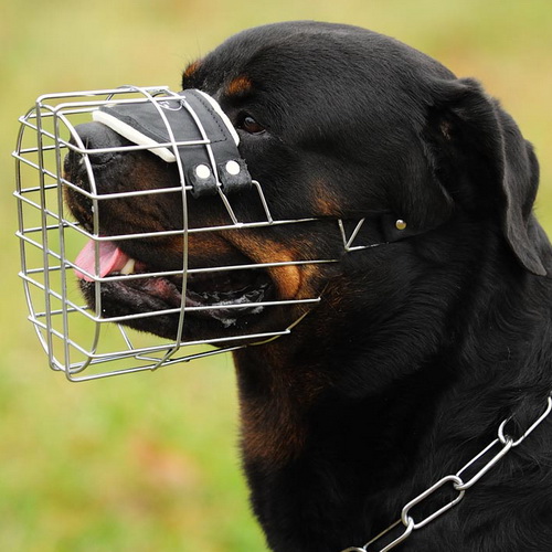 Rottweiler M9 muzzle