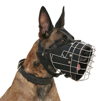 Malinois M57 muzzle