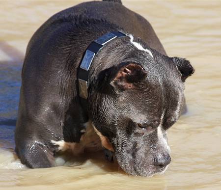 Pitbull wearing Leather Dog Collar