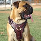 dog harness for Bullmastiff