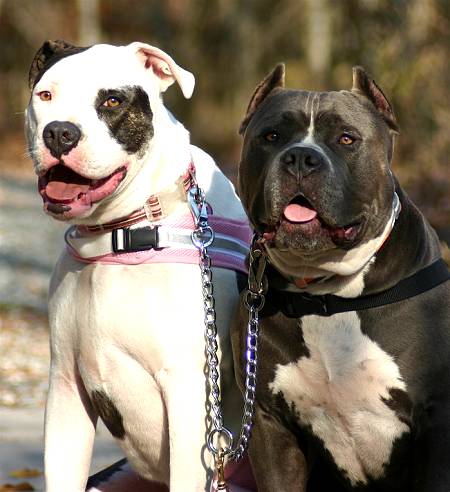 coupler dog leash for leading two dogs at the same time on the same leash